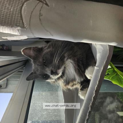 Photo de chat perdu à Livry Gargan