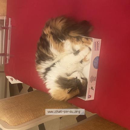 Photo 1/1 POILUE Chat perdu à Saint gilles