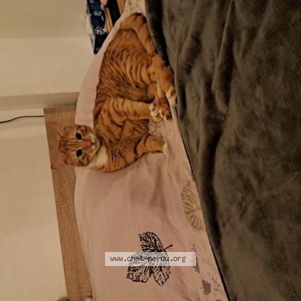 Photo de chat perdu à Torcy