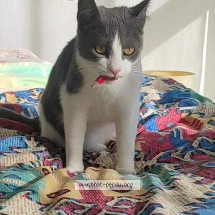 Photo 1/1 Chat retrouvé Perdu à Nantes