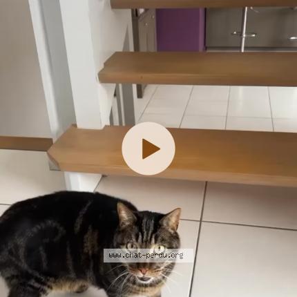 Photo de chat perdu à Saint Jean De Monts
