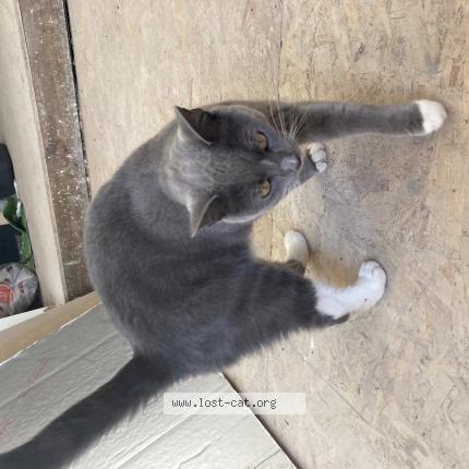 Photo 1/1 Neymar Chat perdu à London