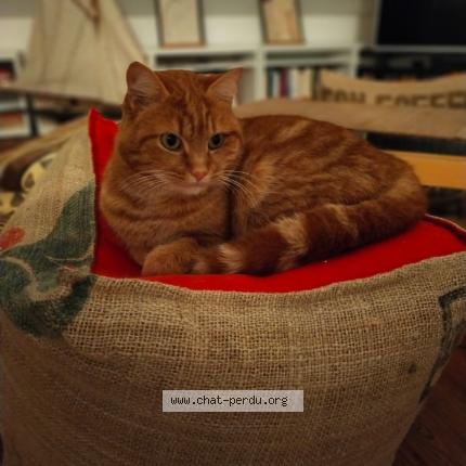 Photo de chat perdu à Saint Lo