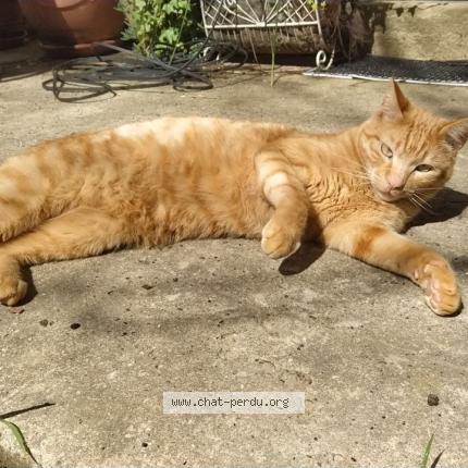 Photo 1/1 Chat retrouvé Perdu à Margouet Meymes