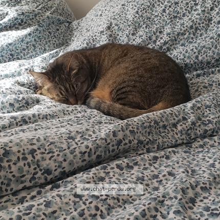 Photo 1/1 Chat retrouvé Perdu à Brest