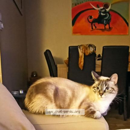 Photo de chat perdu à Bayard Sur Marne