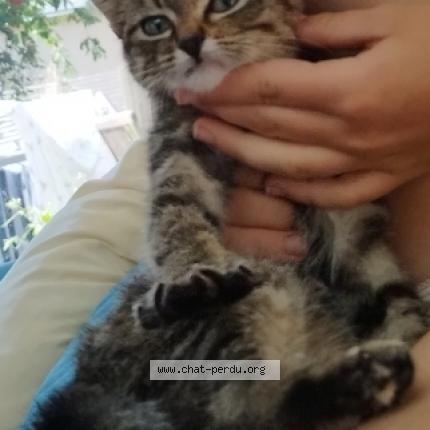 Photo de chat perdu à Laval