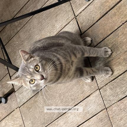 Photo de chat perdu à Bordeaux