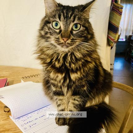Photo de chat perdu à Vitry Sur Seine