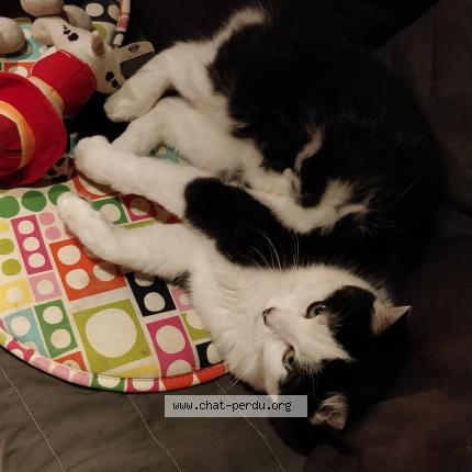 Photo 1/1 Smarty Chat perdu à Villemontais