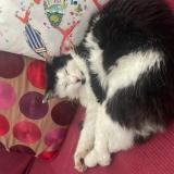 Photo de chat perdu à Saint Genis Pouilly