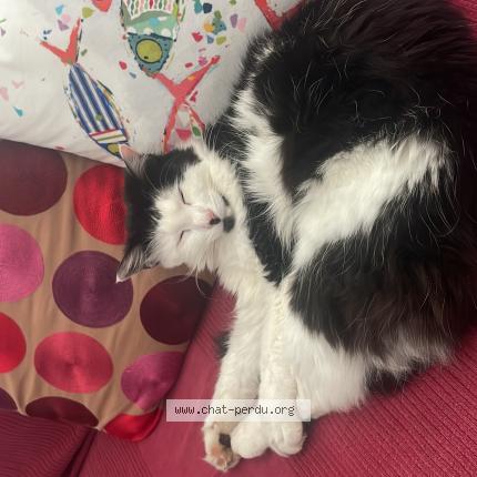 Photo 1/1 Chat retrouvé Perdu à Saint genis pouilly