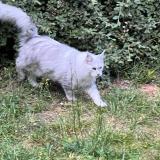 Photo de chat perdu à Villennes Sur Seine