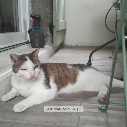 Photo de chat perdu à Villeurbanne