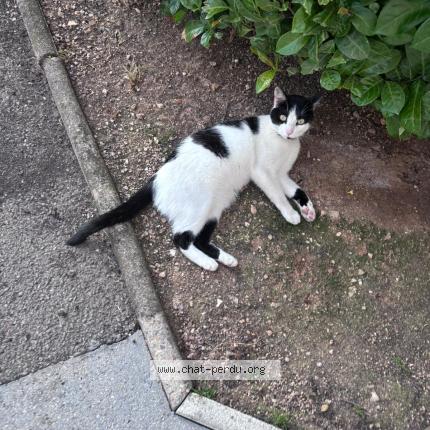 Photo 1/1 Chat retrouvé Trouvé à Chenove