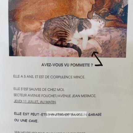 Photo 1/1 Chat retrouvé Perdu à Pau
