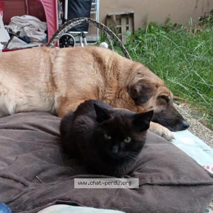 Photo 1/1 Chat retrouvé Perdu à Neuilly plaisance