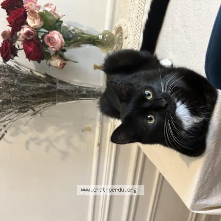 Photo de chat perdu à Paris