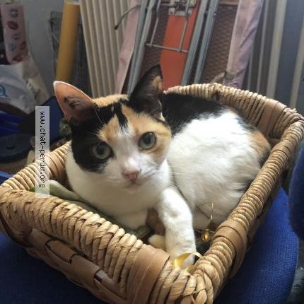 Photo de chat perdu à Marseille
