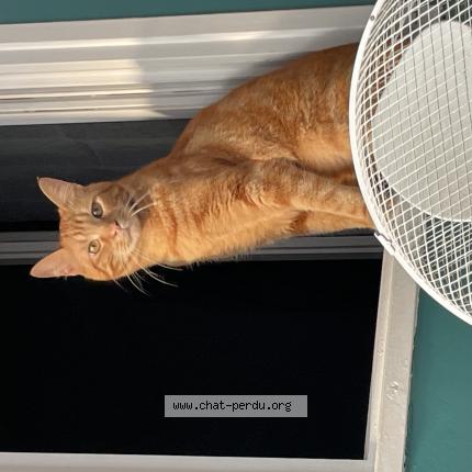 Photo de chat perdu à Benon