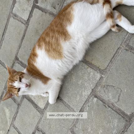 Photo de chat perdu à Saint Priest En Jarez