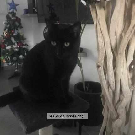 Photo 1/1 Minette Chat perdu à Saint privat des vieux