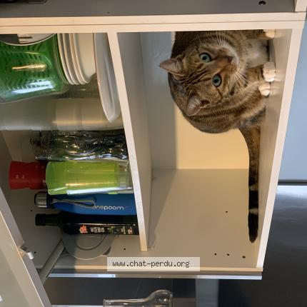 Photo de chat perdu à Auroux