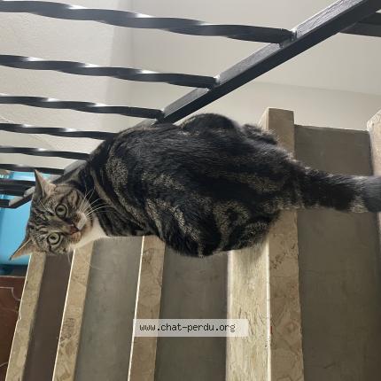Photo de chat perdu à Fontenay Sous Bois