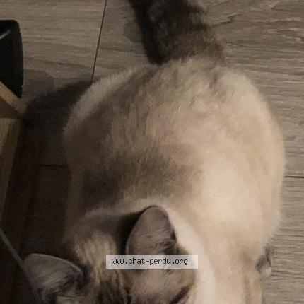 Photo 1/1 Plume Chat perdu à Evreux