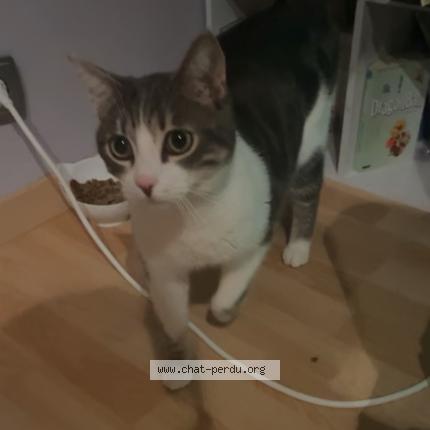 Photo 1/1 Chat retrouvé Perdu à Lisses
