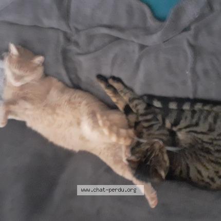 Photo de chat perdu à Le Fenouiller