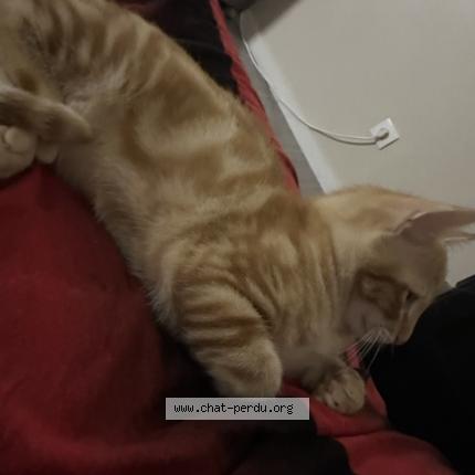 Photo de chat perdu à Montauban