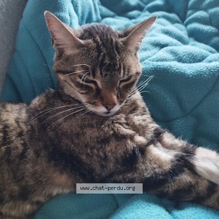 Photo de chat perdu à Vannes