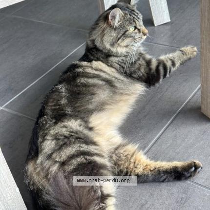 Photo de chat perdu à La Gouesniere
