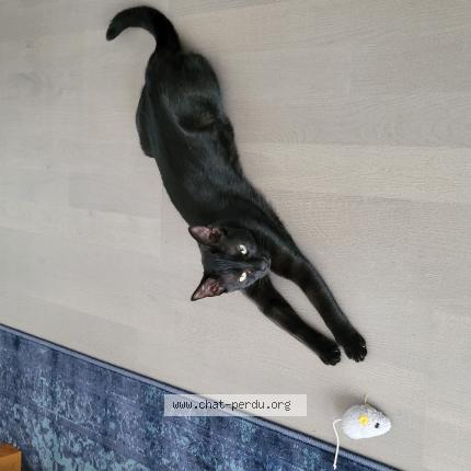 Photo de chat perdu à Clisson