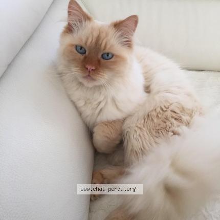 Photo de chat perdu à Lesquin