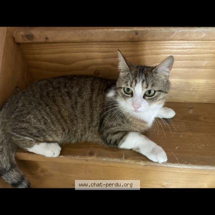 Photo de chat perdu à Saint Denis