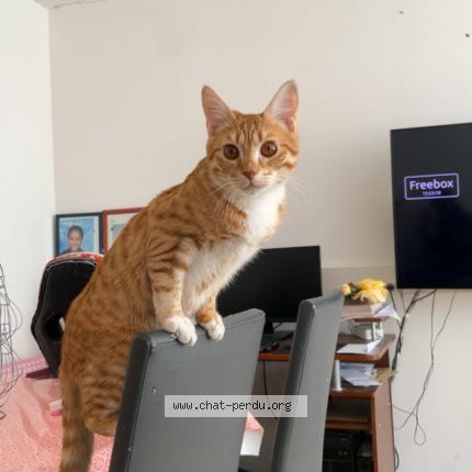 Photo de chat perdu à Caen