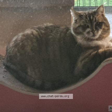Photo 1/1 Chat retrouvé Perdu à Niort