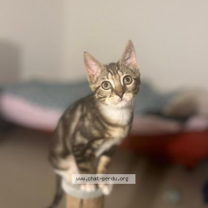 Photo de chat perdu à Cergy
