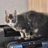 Photo de chat perdu à La Chaux De Fonds