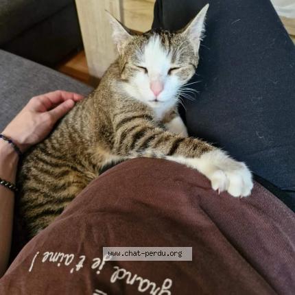 Photo 1/4 Chat retrouvé Perdu à Bergheim