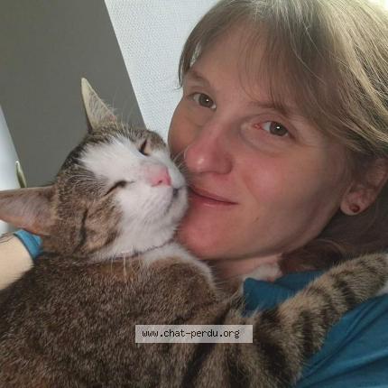 Photo 4/4 Chat retrouvé Perdu à Bergheim