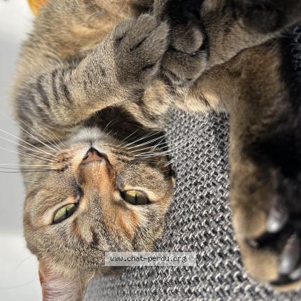 Photo de chat perdu à Limeil Brevannes