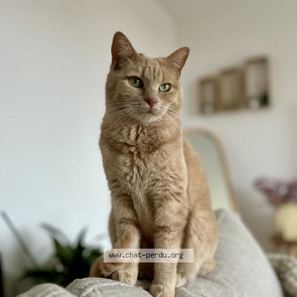 Photo 1/1 Chat retrouvé Perdu à Bordeaux