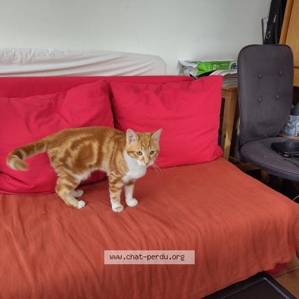 Photo 1/1 Chat retrouvé Perdu à Creteil