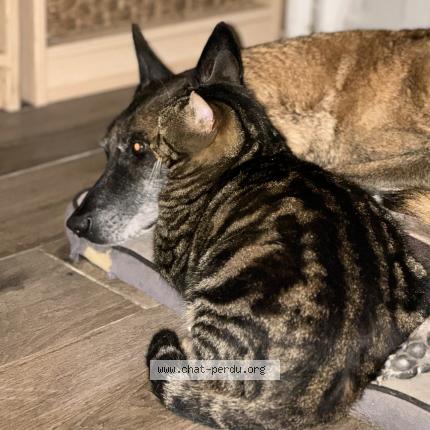 Photo 1/1 Chat retrouvé Perdu à Bayonne