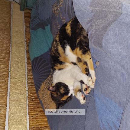 Photo 1/1 Chat retrouvé Perdu à Houssen