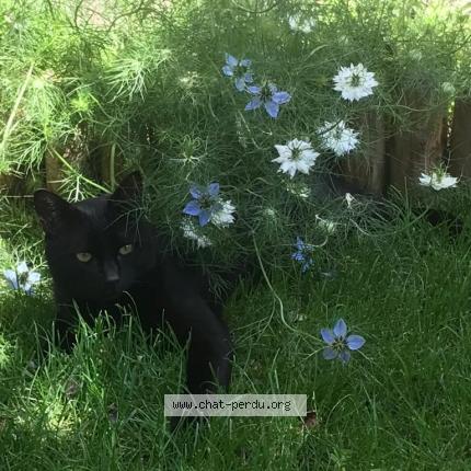 Photo de chat perdu à Saint Claude