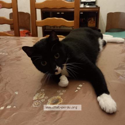 Photo 1/1 Chat retrouvé Perdu à Le Mee Sur Seine